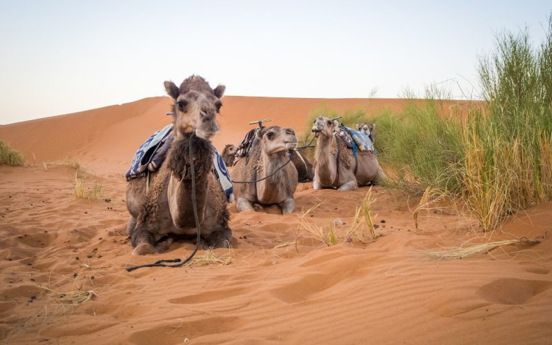 group-camels-sitting-sand-sahara-desert-surrounded-by-grass-morocco